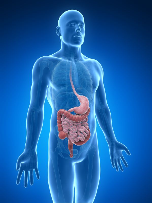 Repair the Digestive Tract